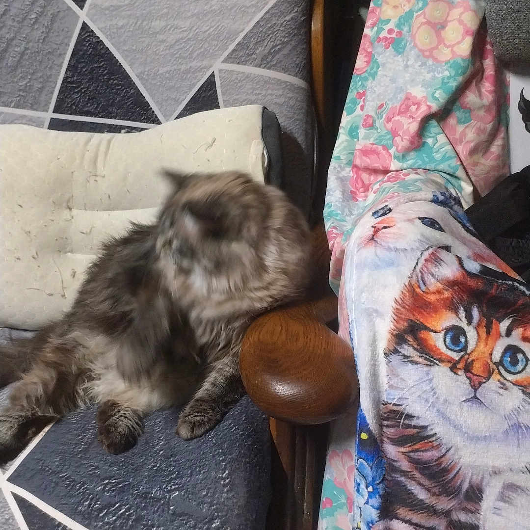 Raillard Fifille participe au concours pour gagner de l'argent avec cette photo : animal, armchair, blanket, blurred, cat, colorful, cozy, cushion, decor, domestic, fluffy, framed_pictures, furniture, furry, indoor, patterned_fabric, pet, resting, wall, wooden_furniture