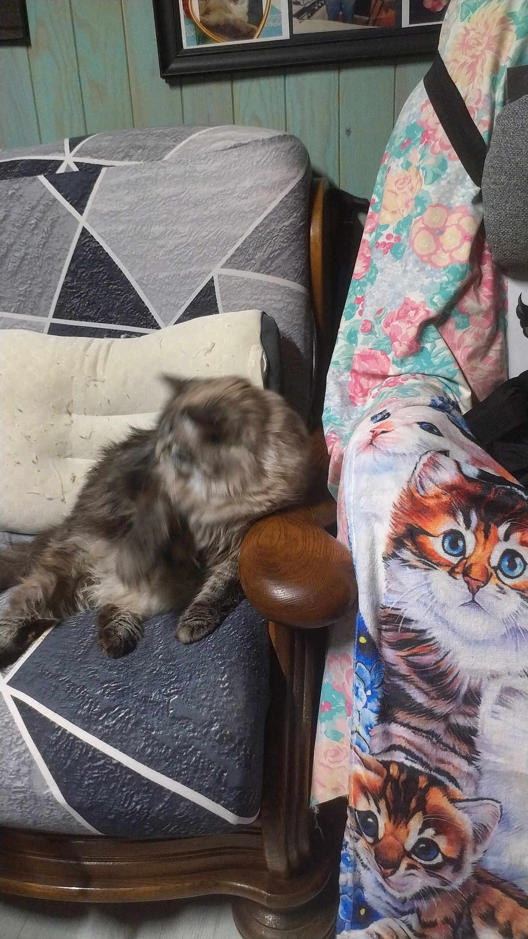 Raillard Fifille participe au concours pour gagner de l'argent avec cette photo : cat, armchair, cushion, blanket, patterned_fabric, wooden_furniture, indoor, furniture, blurred, furry, pet, cozy, wall, framed_pictures, fluffy, domestic, animal, resting, colorful, decor