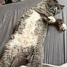 Belle is registered to the contest to win money with this photo: cat, gray_cat, white_paws, fluffy_fur, lying_down, relaxed, sleepy, indoor, bed, blanket, fur, pet, animal, whiskers, tail, cute, cozy, resting, feline, domestic_cat