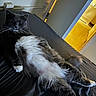 Belle is registered to the contest to win money with this photo: cat, fluffy, grey_cat, white_fur, relaxed, indoor, bed, door, carpet, furniture, pet, animal, whiskers, paw, lying_down, fur, cute, cozy, home, resting