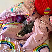 Belle is registered to the contest to win money with this photo: cat, gray_cat, white_paws, blanket, pillow, rainbow, unicorn, pink, bedroom, sleeping, cozy, plush, soft, fabric, cute, resting, indoor, animal, feline, comfort