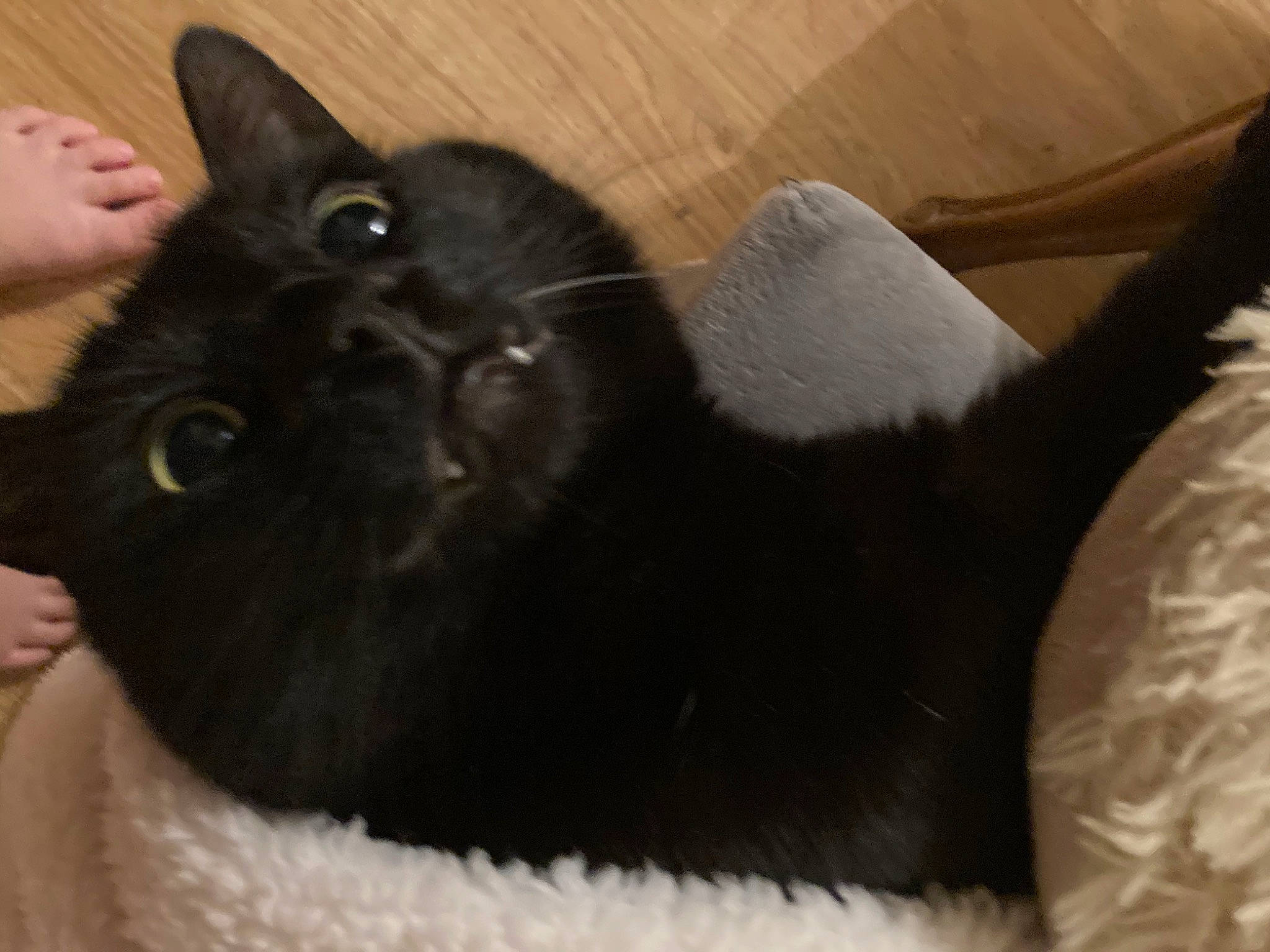 Nestor a rejoint le concours — aidez-le/la à gagner de superbes lots ! black_cat, bombay, canidae, carnivore, cat, cat_supply, claw, comfort, dog_breed, domestic_short_haired_cat, ear, felidae, foot, fur, paw, small_to_medium_sized_cats, snout, tail, terrestrial_animal, whiskers