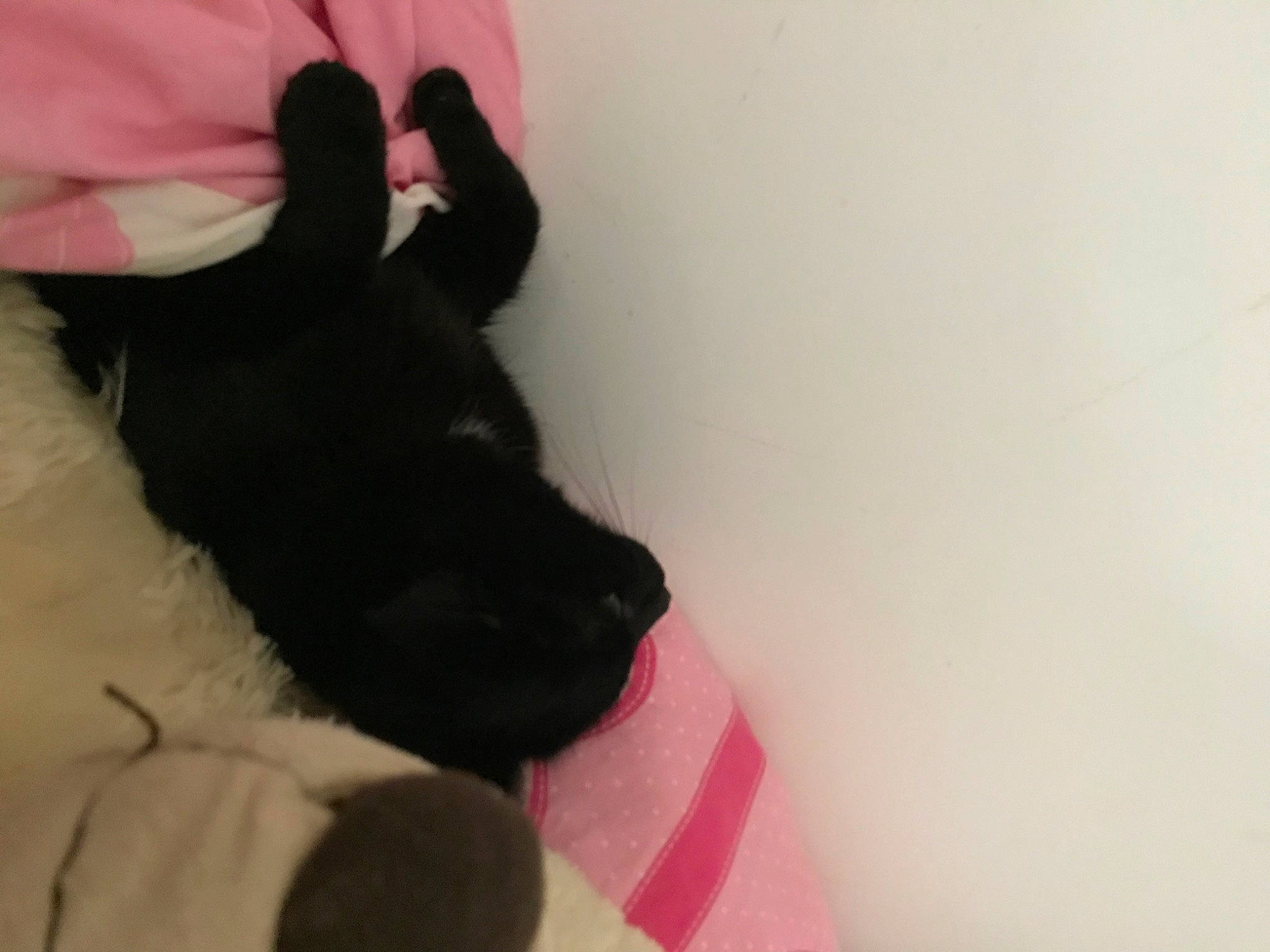 Nestor participe au concours pour gagner de l'argent avec cette photo : black_cat, carmine, carnivore, comfort, companion_dog, dog, dog_breed, felidae, foot, gesture, human_leg, linens, magenta, paw, pink, small_to_medium_sized_cats, snout, tail, whiskers, working_animal