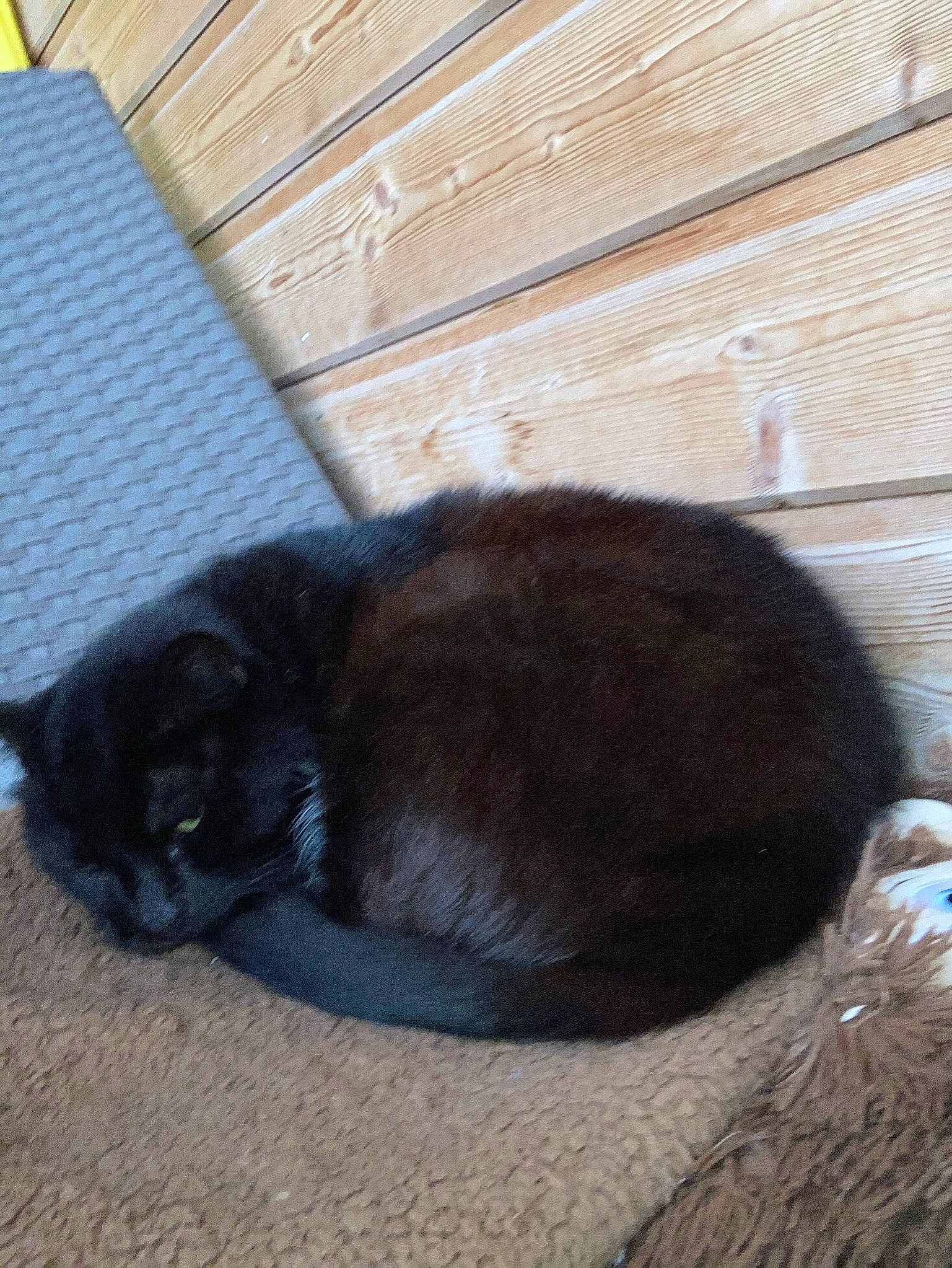 Nestor a rejoint le concours — aidez-le/la à gagner de superbes lots ! black_cat, carnivore, cat, claw, comfort, dog_breed, domestic_short_haired_cat, fawn, felidae, fur, hardwood, nap, small_to_medium_sized_cats, snout, tail, terrestrial_animal, tints_and_shades, whiskers, window, wood