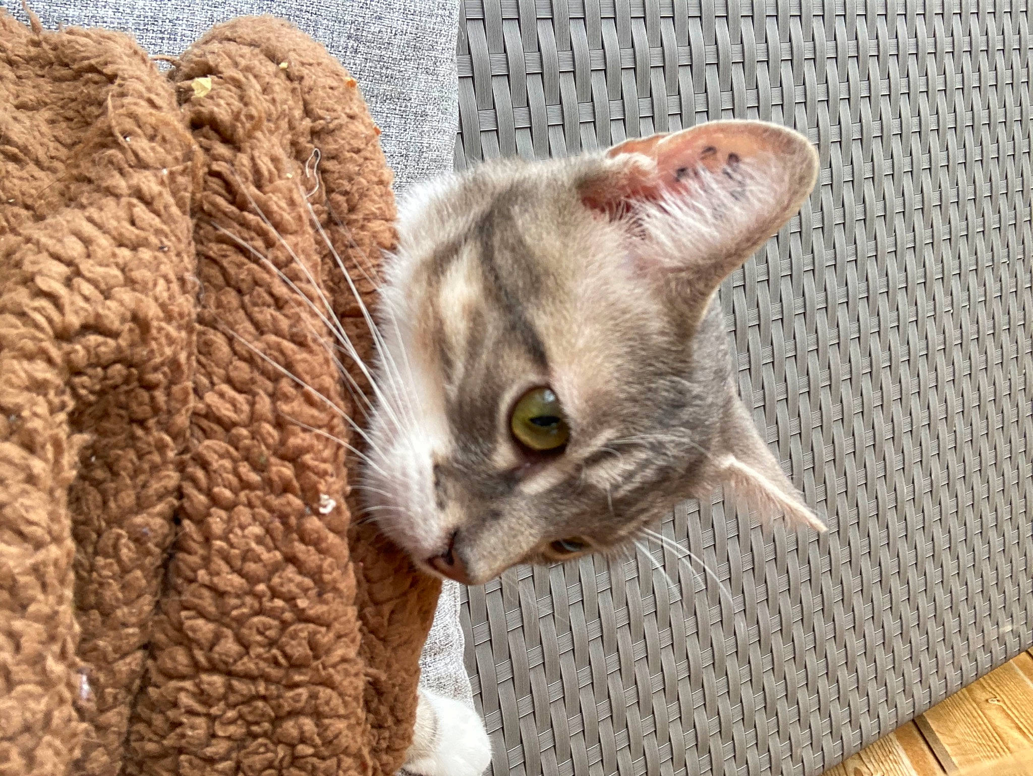 Minou a rejoint le concours — aidez-le/la à gagner de superbes lots ! carnivore, cat, cat_supply, claw, domestic_short_haired_cat, eye, fawn, felidae, flooring, fur, paw, small_to_medium_sized_cats, snout, tail, terrestrial_animal, whiskers, wildlife, window, wood, wool