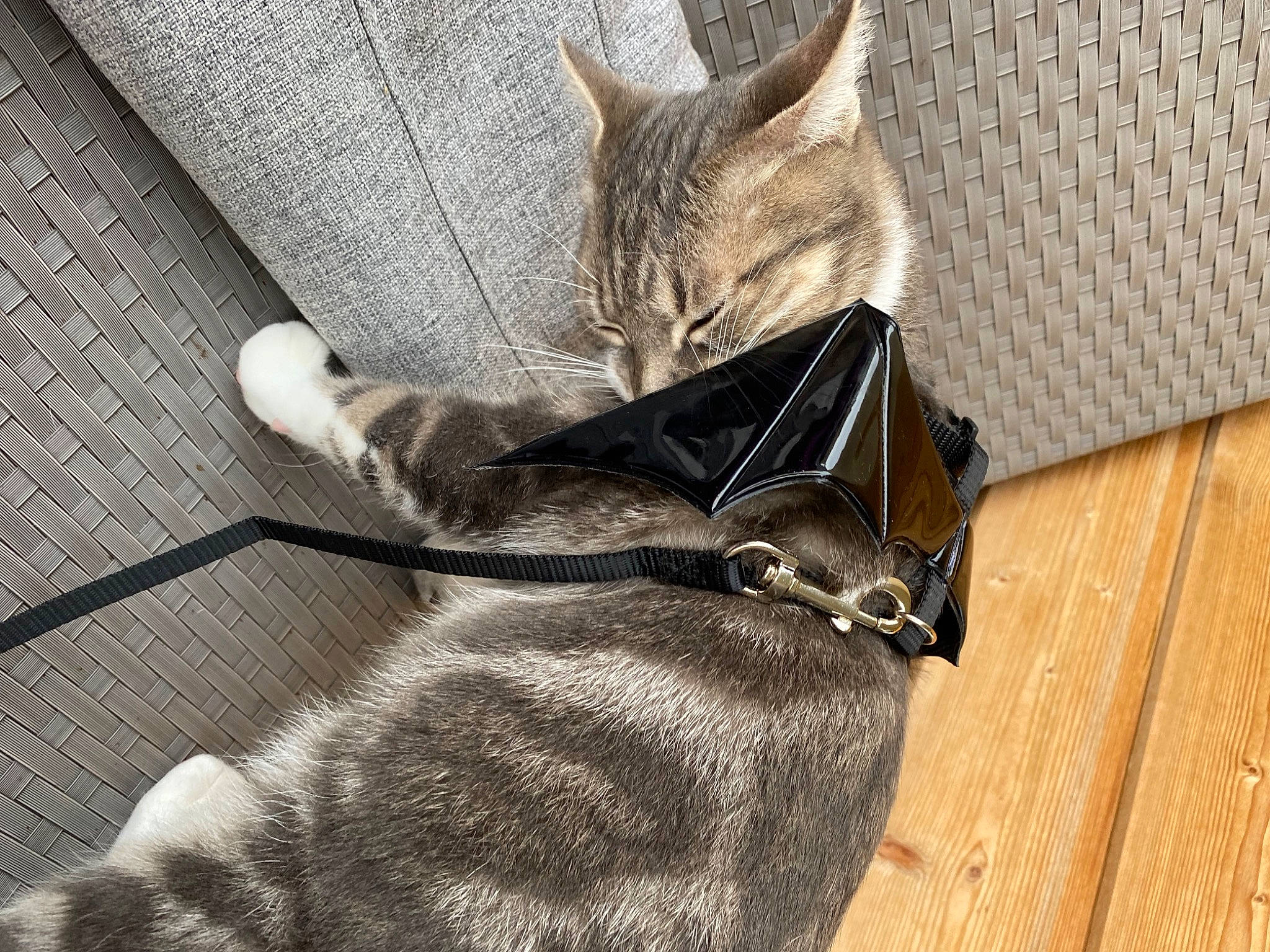 Minou a rejoint le concours — aidez-le/la à gagner de superbes lots ! bag, black_cat, carnivore, cat, claw, collar, domestic_short_haired_cat, fashion_accessory, fawn, felidae, flooring, fur, grey, hardwood, metal, small_to_medium_sized_cats, snout, tail, whiskers, wood