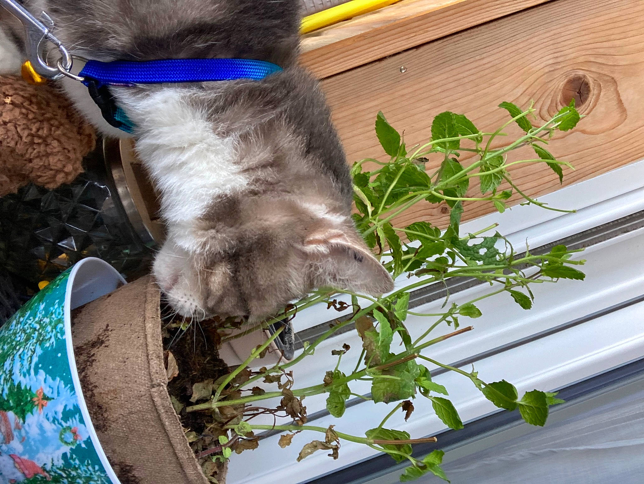 Minou a rejoint le concours — aidez-le/la à gagner de superbes lots ! carnivore, cat, collar, domestic_short_haired_cat, electric_blue, fawn, felidae, flower, flowerpot, fur, green, herb, houseplant, mammal, plant, small_to_medium_sized_cats, sporting_group, tail, whiskers, working_animal