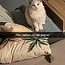 Winnie participe au concours pour gagner de l'argent avec cette photo : cat, fluffy_cat, white_cat, pet, animal, sitting, couch, sofa, living_room, coffee_table, laptop, pillow, blanket, home_interior, indoors, portrait, front_view, long_fur, furniture, text_overlay