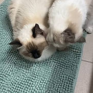 Winnie participe au concours pour gagner de l'argent avec cette photo : cats, two_cats, fluffy, cream_colored, long_hair, blue_eyes, sleeping, cuddling, pet, animal, bathroom, bath_mat, teal, tile_floor, indoor, cozy, furry, close_up, top_down_view, adorable