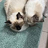 cats, two_cats, fluffy, cream_colored, long_hair, blue_eyes, sleeping, cuddling, pet, animal, bathroom, bath_mat, teal, tile_floor, indoor, cozy, furry, close_up, top_down_view, adorable