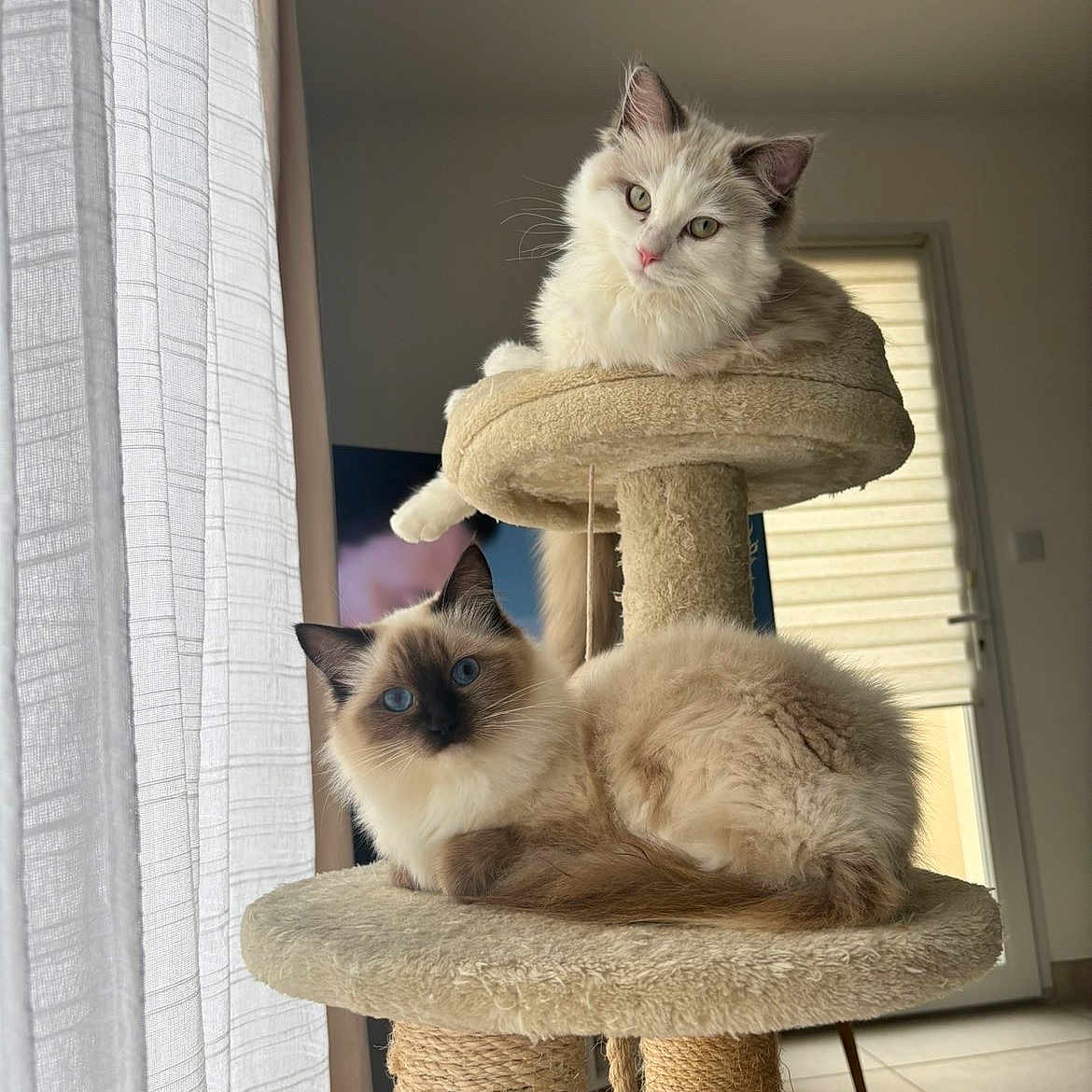 Winnie a rejoint le concours — aidez-le/la à gagner de superbes lots ! cat, cats, kitten, fluffy, long_hair, blue_eyes, green_eyes, pet, animal, feline, cat_tree, scratching_post, sitting, lounging, indoors, home, window, curtains, sunlight, portrait