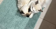 Winnie a rejoint le concours — aidez-le/la à gagner de superbes lots ! cat, cats, kitten, fluffy, white_fur, gray_fur, blue_eyes, cuddling, sleeping, lying_down, animal, pet, bathroom, bath_mat, tile_floor, indoor, overhead_view, cozy, cute, portrait