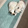 cat, cats, kitten, fluffy, white_fur, gray_fur, blue_eyes, cuddling, sleeping, lying_down, animal, pet, bathroom, bath_mat, tile_floor, indoor, overhead_view, cozy, cute, portrait