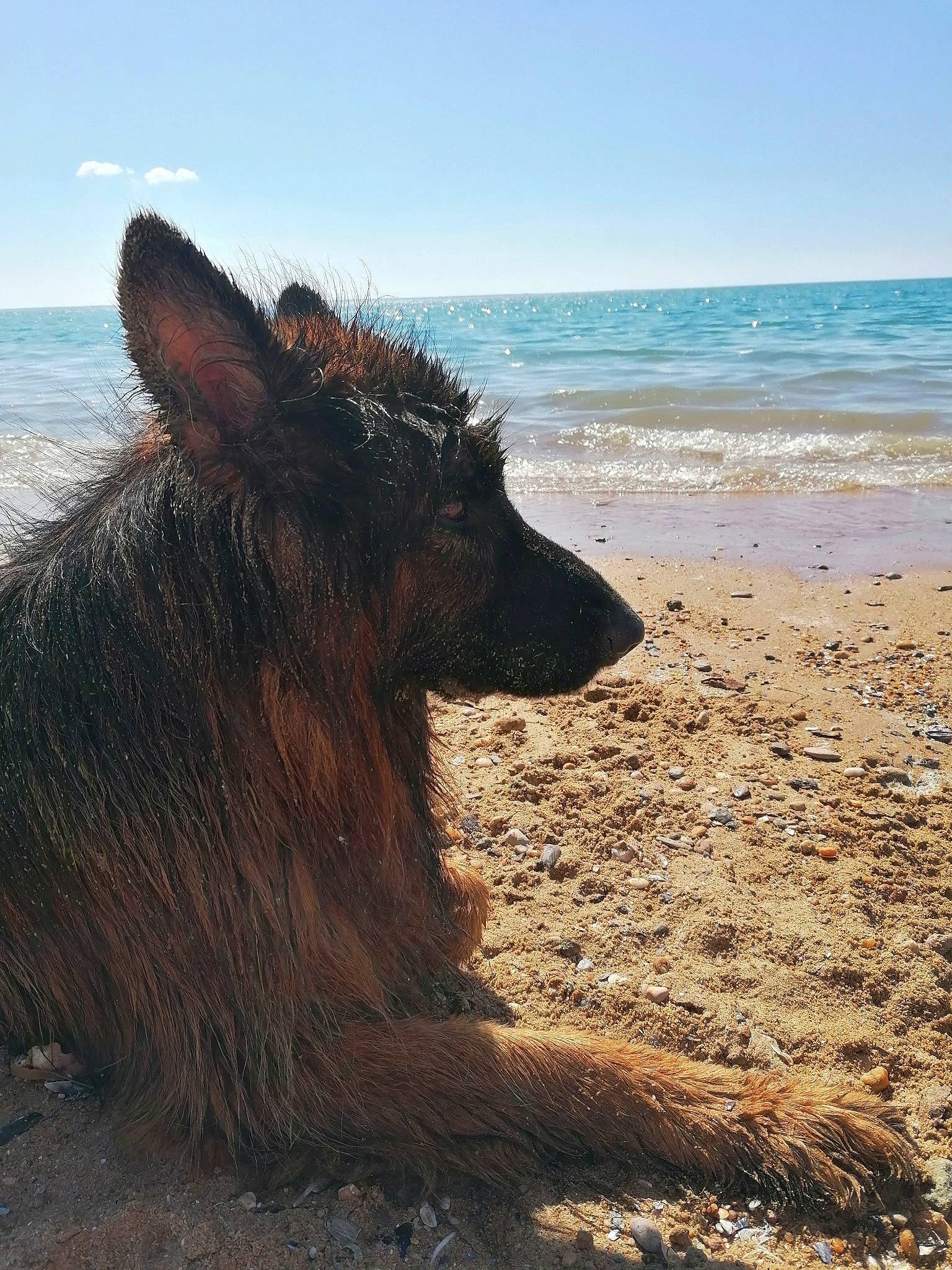 Odin participe au concours pour gagner de l'argent avec cette photo : beach, canidae, coast, dog_breed, horizon, landscape, livestock, natural_landscape, ocean, rock, sky, soil, sporting_group, suidae, terrestrial_animal, water, wildlife, wind_wave, wood, working_animal
