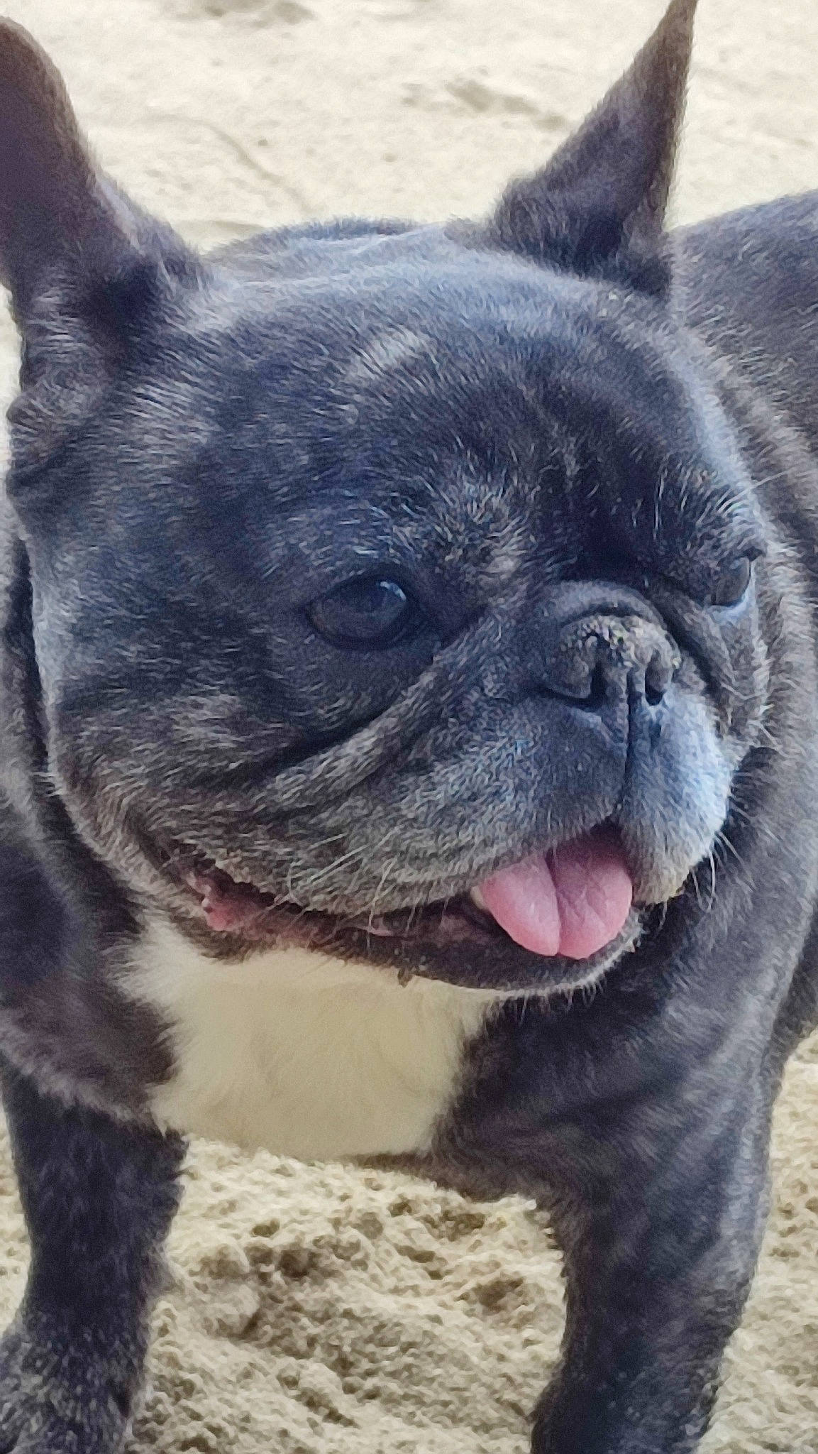 Gaia a rejoint le concours — aidez-le/la à gagner de superbes lots ! bulldog, canidae, carnivore, collar, companion_dog, dog, dog_breed, dog_collar, ear, eye, fawn, french_bulldog, fur, non_sporting_group, snout, terrestrial_animal, toy_dog, whiskers, working_animal, wrinkle