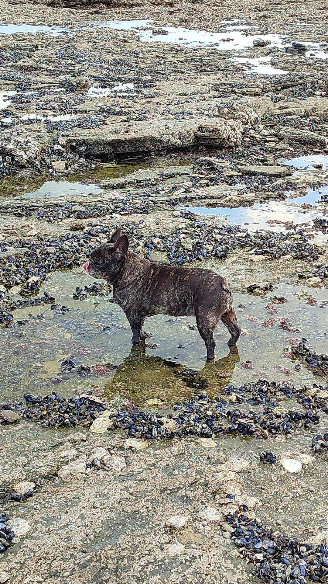 Gaia a rejoint le concours — aidez-le/la à gagner de superbes lots ! art, bedrock, canis, carnivore, coyote, dog, dog_breed, liver, rock, soil, tail, terrestrial_animal, vertebrate, water, wildlife, wood, working_animal