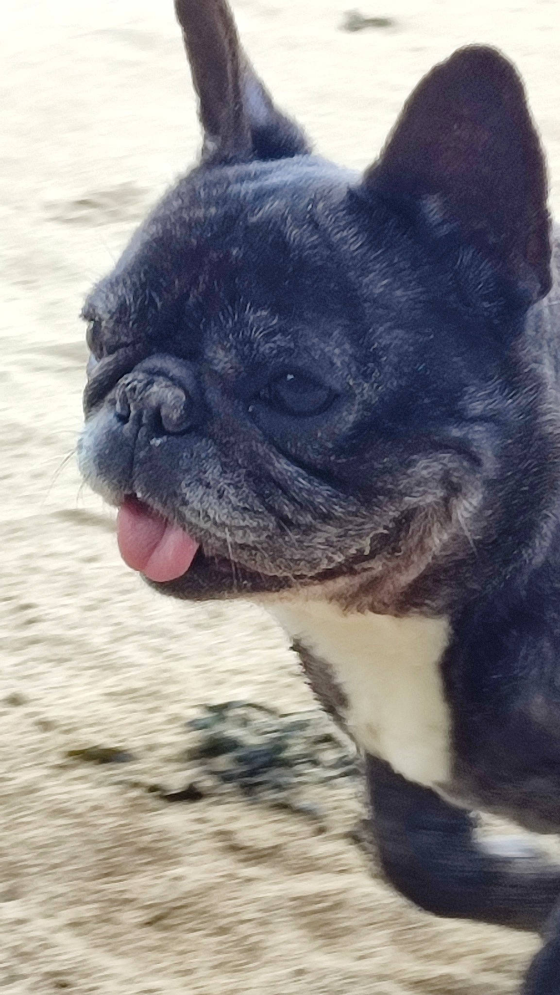 Gaia participe au concours pour gagner de l'argent avec cette photo : bulldog, canidae, carnivore, collar, companion_dog, dog, dog_breed, ear, electric_blue, eye, fawn, french_bulldog, mammal, snout, terrestrial_animal, toy_dog, vertebrate, whiskers, working_animal, wrinkle