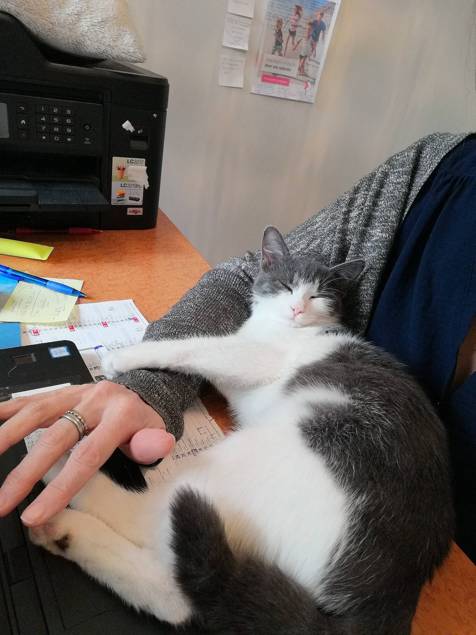 Looney a rejoint le concours — aidez-le/la à gagner de superbes lots ! carnivore, cat, comfort, computer, computer_keyboard, desk, domestic_short_haired_cat, felidae, fur, gadget, input_device, lap, nail, peripheral, personal_computer, picture_frame, small_to_medium_sized_cats, snout, whiskers, wrist