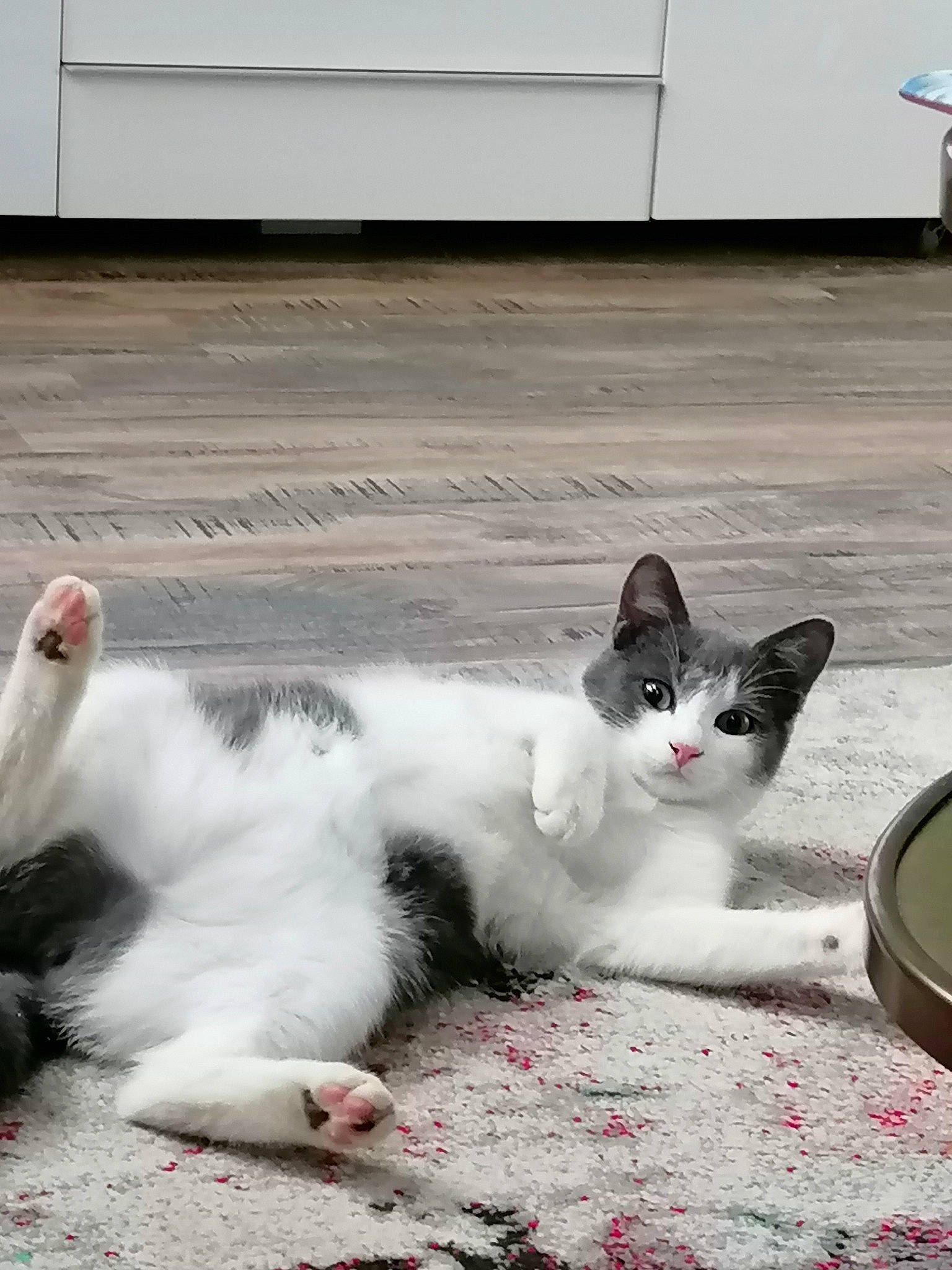 Looney a rejoint le concours — aidez-le/la à gagner de superbes lots ! carnivore, cat, claw, comfort, domestic_short_haired_cat, felidae, flooring, foot, fur, grey, paw, photo_caption, sitting, small_to_medium_sized_cats, snout, tail, whiskers, white, yawn