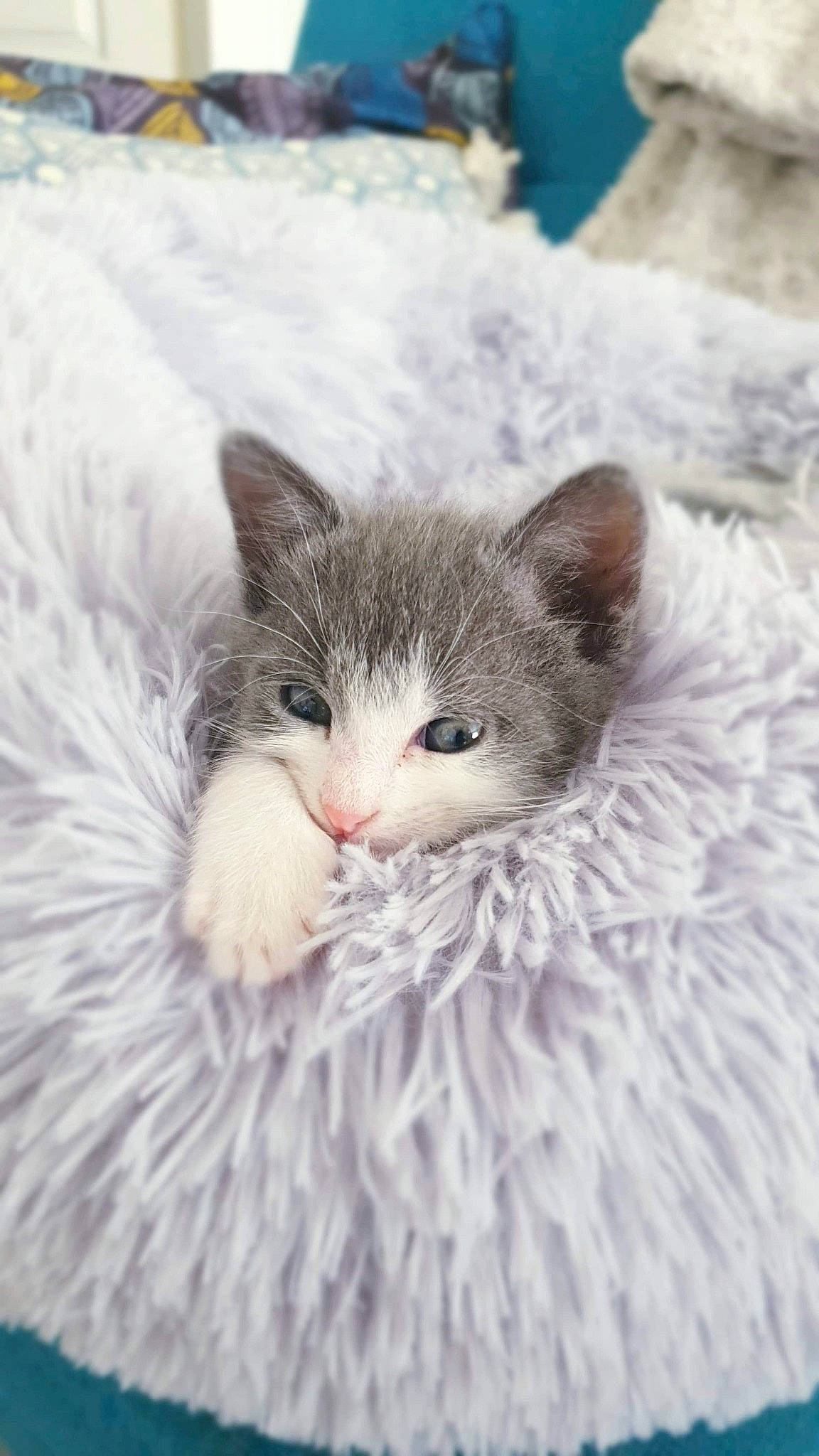 Looney a rejoint le concours — aidez-le/la à gagner de superbes lots ! british_longhair, british_semi_longhair, carnivore, cat, domestic_long_haired_cat, domestic_short_haired_cat, felidae, fur, kitten, maine_coon, mammal, munchkin, norwegian_forest_cat, ragamuffin, ragdoll, selkirk_rex, small_to_medium_sized_cats, turkish_angora, turkish_van, whiskers