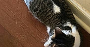 Jinx is registered to the contest to win money with this photo: cat, tabby, white_fur, wooden_floor, indoor, pet, animal, relaxed, fur, floor, whiskers, ears, paws, resting, side_view, domestic_cat, quiet, calm, home, corner