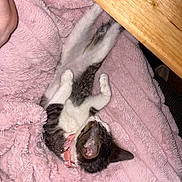 Jinx is registered to the contest to win money with this photo: kitten, cat, sleeping, pink_blanket, fluffy, collar, pet, indoor, cozy, relaxed, animal, fur, paw, resting, domestic_cat, cute, soft_texture, wood, hand, nap