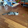 Jinx is registered to the contest to win money with this photo: cat, laser_pointer, cardboard_box, scratching_post, wooden_floor, living_room, feline, pet, curious, playful, indoor, toy, couch, furniture, container, box, tabby_cat, white_cat, floor, relaxing
