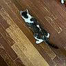 Jinx is registered to the contest to win money with this photo: cat, wooden_floor, floor_scratches, fur, pink_collar, animal_paw, human_feet, painted_toenails, indoor, pet, tabby_cat, white_paws, striped_fur, floorboards, brown_floor, scratched_floor, domestic_cat, pet_accessory, home, top_view