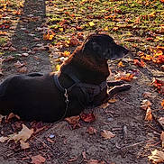 Lady participe au concours pour gagner de l'argent avec cette photo : dog, autumn, leaves, lake, tree, sunlight, shadow, nature, outdoor, animal, black_dog, fall, water, scenery, grass, path, harness, relaxing, pets, daytime
