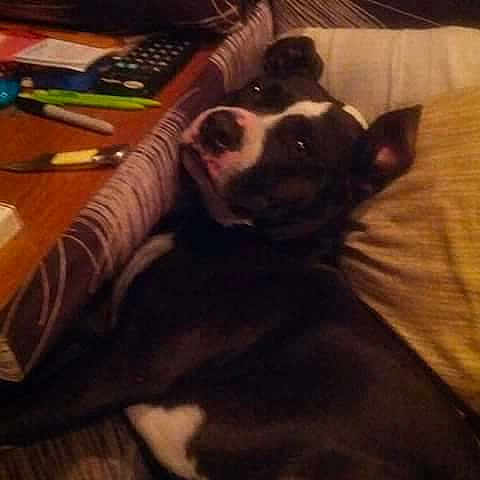 Boo Dog is registered to the contest to win money with this photo: