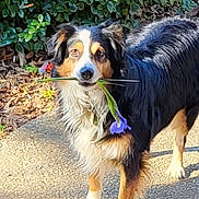 Sable Lee is registered to the contest to win money with this photo: adorable, animal, canine, cute, dog, eyes, flower, fur, greenery, leafy_background, mouth, nature, outdoor, pavement, pet, playful, purple_flower, standing, sunlight, tricolor_dog