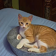 Bo is registered to the contest to win money with this photo: animal, bed, cat, curious, cute, domestic_cat, feline, indoor, kitten, looking_at_camera, metal_tub, orange_cat, pet, relaxed, resting, small_cat, soft_surface, striped, white_paws, young_cat