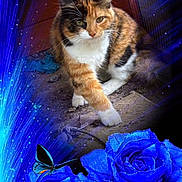 Princess joined the competition — help win amazing prizes! animal, blue_roses, butterfly, calico_cat, cat, closeup, colorful, feline, flora, flower, garden, glowing, mystical, nature, outdoor, pet, plant, vibrant, walking, wildlife