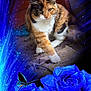 animal, blue_roses, butterfly, calico_cat, cat, closeup, colorful, feline, flora, flower, garden, glowing, mystical, nature, outdoor, pet, plant, vibrant, walking, wildlife