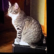 Tigger joined the competition — help win amazing prizes! animal, box, calm, cat, curtain, domestic_cat, feline, fur, household, indoor, light_shadow, looking_away, paws, pet, quiet, side_view, sitting, tabby_cat, whiskers, wooden_floor