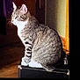 animal, box, calm, cat, curtain, domestic_cat, feline, fur, household, indoor, light_shadow, looking_away, paws, pet, quiet, side_view, sitting, tabby_cat, whiskers, wooden_floor