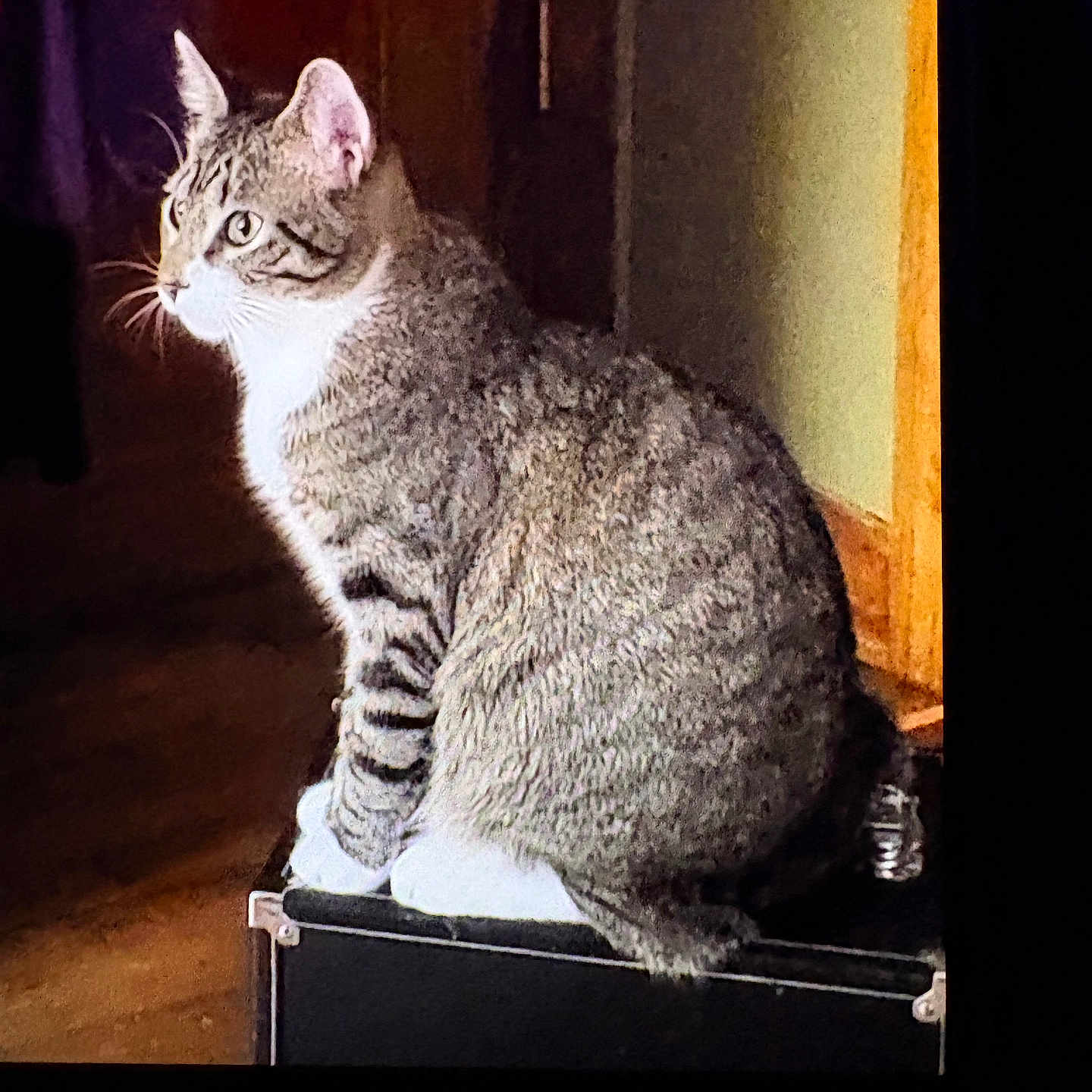 Tigger joined the competition — help win amazing prizes! animal, box, calm, cat, curtain, domestic_cat, feline, fur, household, indoor, light_shadow, looking_away, paws, pet, quiet, side_view, sitting, tabby_cat, whiskers, wooden_floor