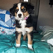 Sandra Bernalde is registered to the contest to win money with this photo: alert, animal, bed, blanket, collar, cozy, cute, dog, domestic, fur, fur_pattern, indoor, pet, pillow, pink, puppy, quilt, small, tricolor, young