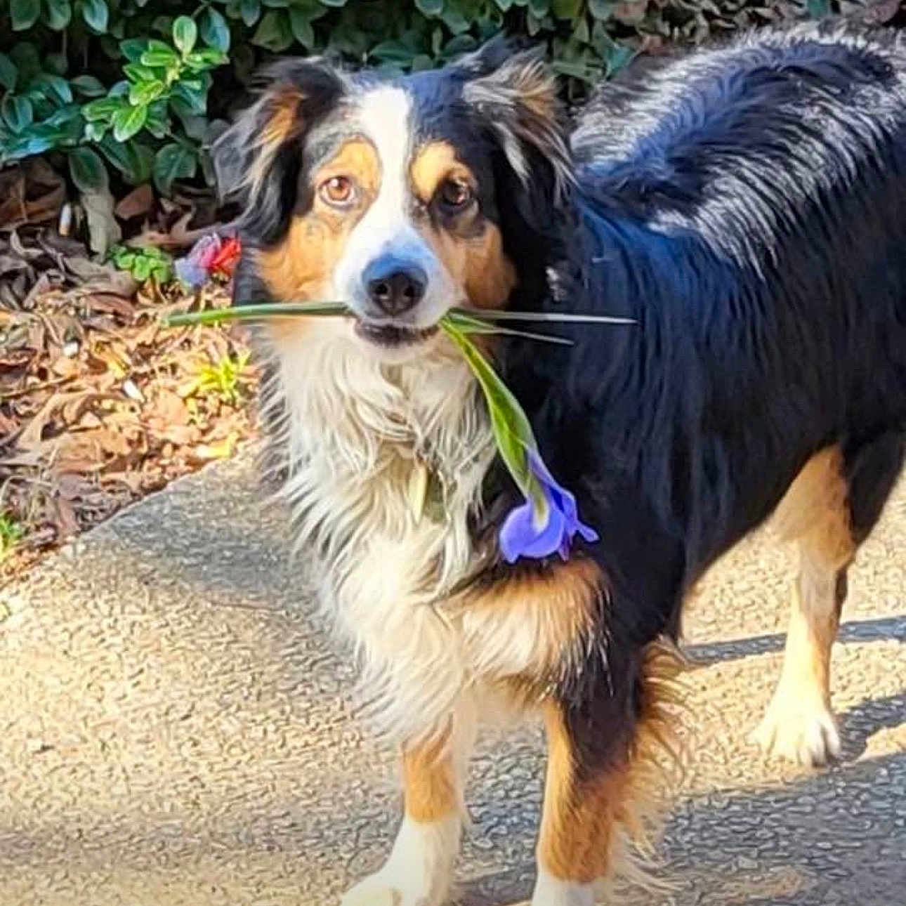 Sandra Bernalde joined the competition — help win amazing prizes! adorable, animal, black, brown, cute, dog, ears, eyes, flower, fur, greenery, leaf, nature, nose, outdoor, pathway, pet, sunlight, walking, white
