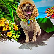 Poppy is registered to the contest to win money with this photo: animal, bandana, beach, blue_sky, canine, dog, flowers, fur, green_leaves, happy, nature, ocean, outdoor, pet, poodle, portrait, smiling, summer, sunny, tropical