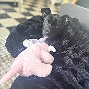 Athena participe au concours pour gagner de l'argent avec cette photo : puppy, black_dog, blanket, stuffed_toy, indoor, cozy, soft_toy, black_fur, pet, floor_tiles, curious, cute, animal, comfort, home, snuggle, toy, relaxation, portrait, young_dog