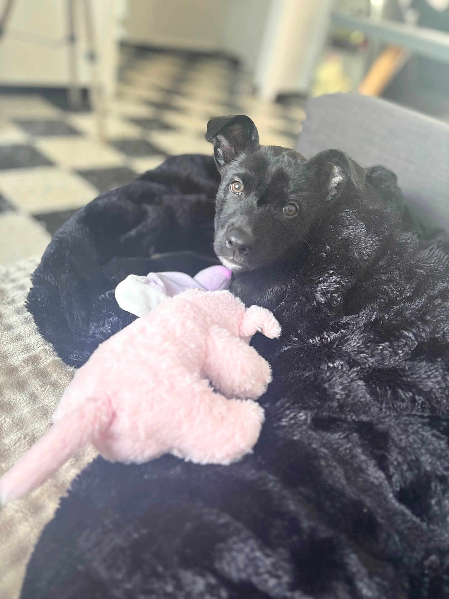 Athena participe au concours pour gagner de l'argent avec cette photo : puppy, black_dog, blanket, stuffed_toy, indoor, cozy, soft_toy, black_fur, pet, floor_tiles, curious, cute, animal, comfort, home, snuggle, toy, relaxation, portrait, young_dog