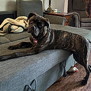 Lucy joined the competition — help win amazing prizes! dog, brindle, couch, blanket, lamp, wooden_floor, side_table, plush_toy, living_room, window_blinds, pet_tag, stretching, curious, fur, indoor, furniture, home, collar, pet, relaxing