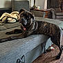 dog, brindle, couch, blanket, lamp, wooden_floor, side_table, plush_toy, living_room, window_blinds, pet_tag, stretching, curious, fur, indoor, furniture, home, collar, pet, relaxing