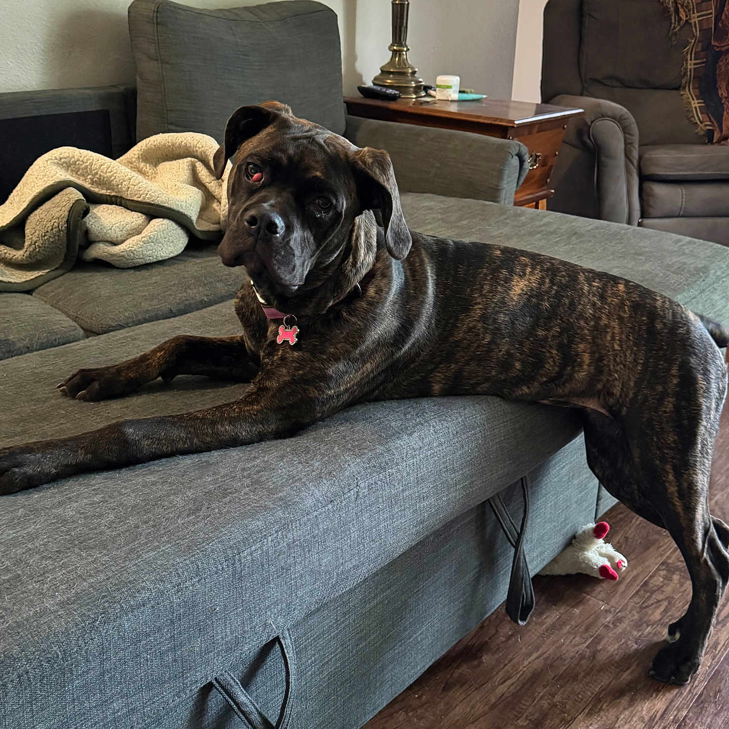 Lucy joined the competition — help win amazing prizes! blanket, brindle, collar, couch, curious, dog, fur, furniture, home, indoor, lamp, living_room, pet, pet_tag, plush_toy, relaxing, side_table, stretching, window_blinds, wooden_floor