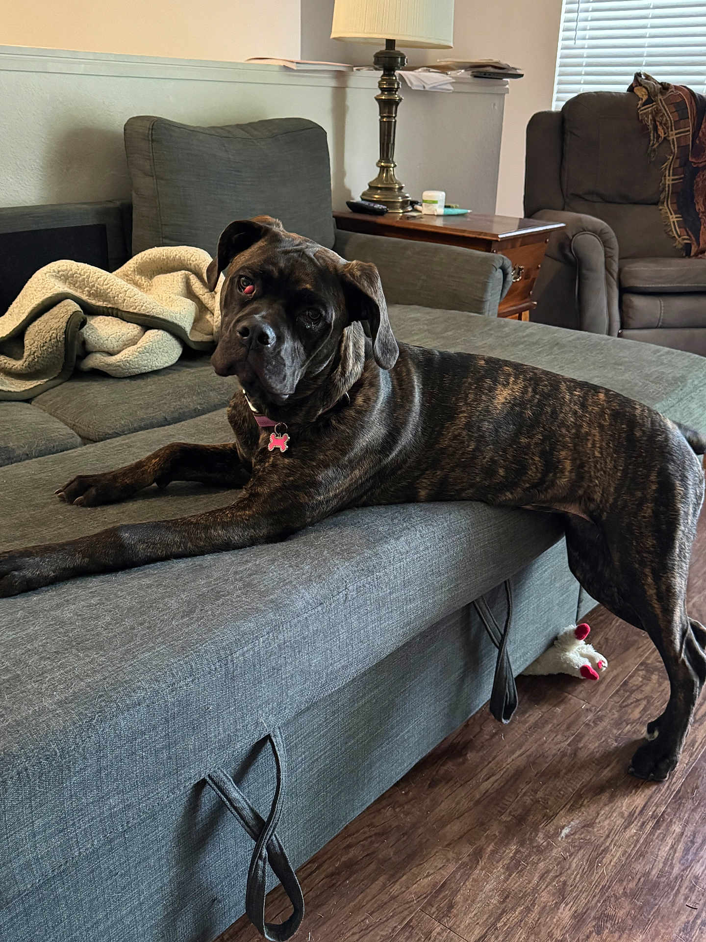 Lucy joined the competition — help win amazing prizes! dog, brindle, couch, blanket, lamp, wooden_floor, side_table, plush_toy, living_room, window_blinds, pet_tag, stretching, curious, fur, indoor, furniture, home, collar, pet, relaxing