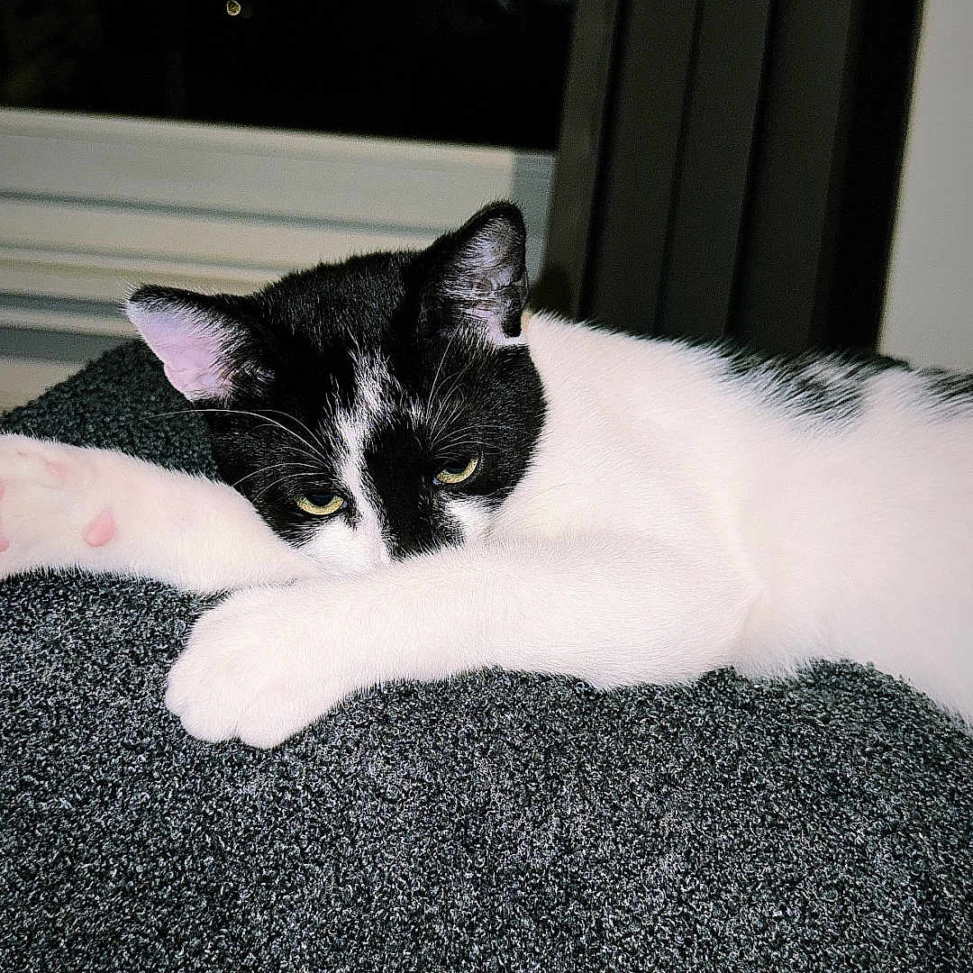 Oreo participe au concours pour gagner de l'argent avec cette photo : abyssinian, animal, blackcat, bodypart, cat, computerhardware, couch, electronics, furniture, hardware, hardwood, kitten, manx, monitor, person, pet, screen, sleeping, tv, wood