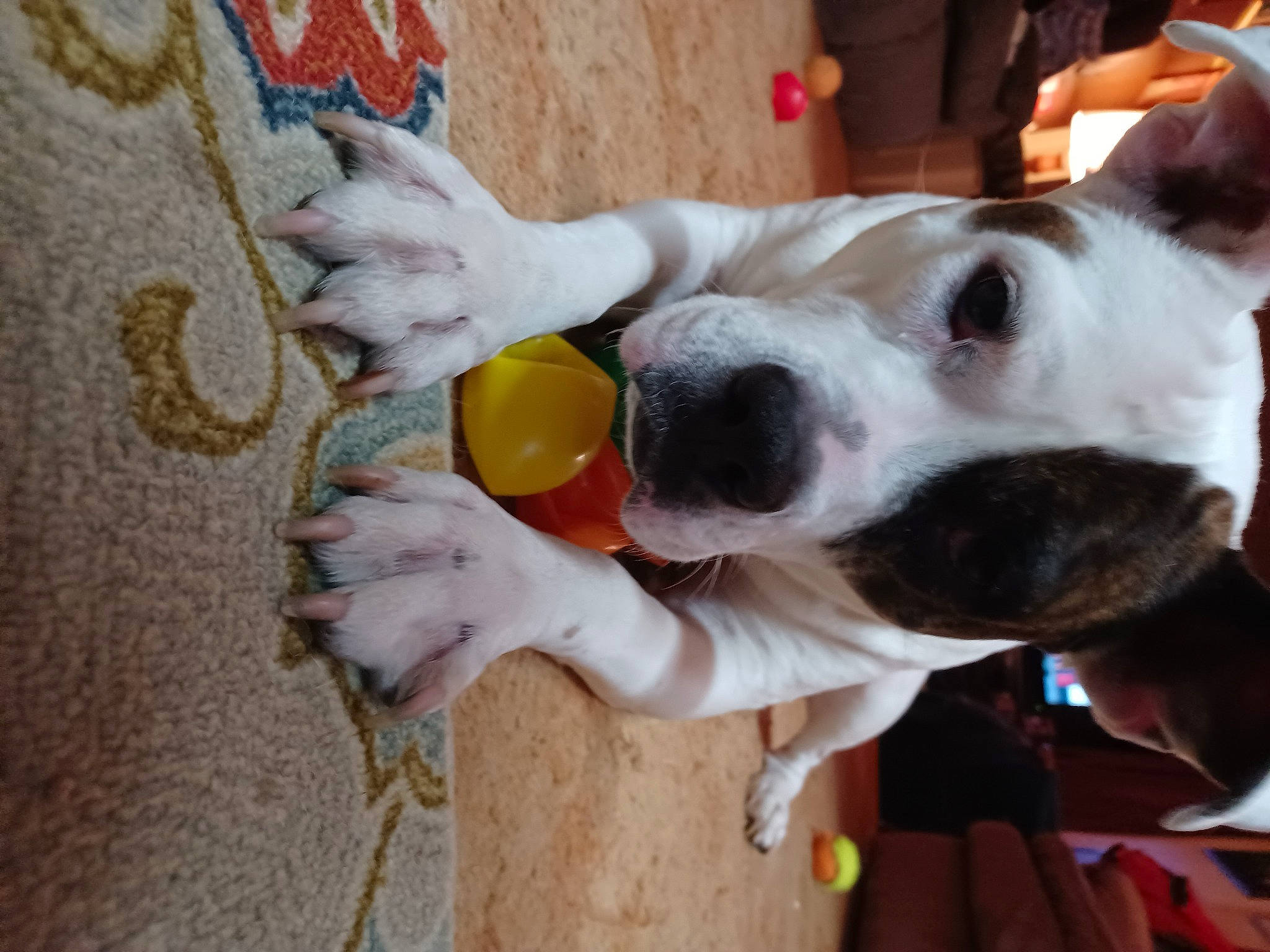 Tt joined the competition — help win amazing prizes! canidae, carnivore, collar, companion_dog, dog, dog_breed, dog_collar, dog_supply, drink, ear, fawn, fur, non_sporting_group, puppy_love, selfie, spoon, sporting_group, stuffed_toy, tableware, wood