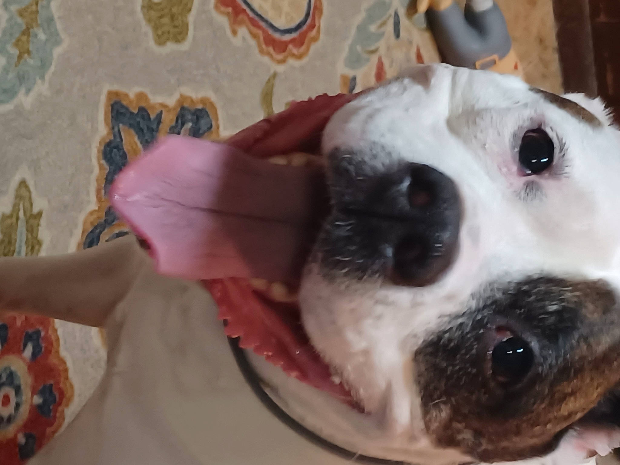 Tt joined the competition — help win amazing prizes! canidae, carnivore, collar, companion_dog, dog, dog_breed, dog_collar, dog_supply, ear, fawn, fur, linens, pattern, paw, pet_supply, puppy_love, snout, sporting_group, whiskers, working_animal