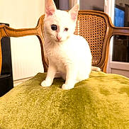 Boule De Neige a rejoint le concours — aidez-le/la à gagner de superbes lots ! kitten, white_cat, indoor, chair, cushion, wooden_furniture, pet, animal, cute, feline, small, young, domestic_cat, sitting, cozy, home_interior, curious, soft_texture, warm_light, window